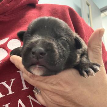 Pit Bull Terrier Dogs Available for Adoption in East St. Louis, Illinois - Mykonos | PetCurious