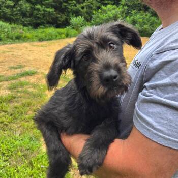 CT Canyon -  Terrier and Mixed Breed Dog for Adoption in Eastford, Connecticut - CT Canyon | PetCurious