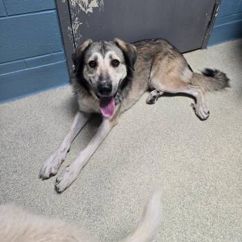 Maverick -  Anatolian Shepherd and Mixed Breed Dog for Adoption in Windsor, Virginia - Maverick | PetCurious
