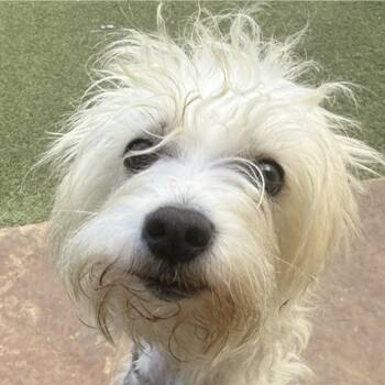 Maltese Dogs Available for Adoption in Houston, Texas - BRIGHTON | PetCurious