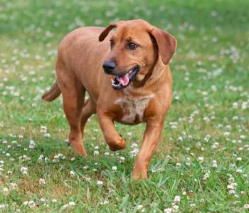 PEPPER -  Dachshund and Mixed Breed Dog for Adoption in Grovetown, Georgia - PEPPER | PetCurious