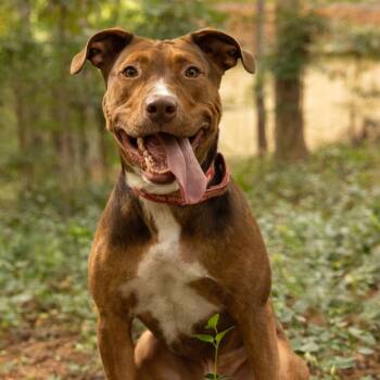 Rescue Pit Bull Terrier Dogs for Adoption in Peachtree City, Georgia - Ellison | PetCurious