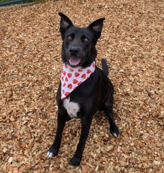 Mia -  Australian Cattle Dog Blue Heeler Dog for Adoption in Logan, Utah - Mia | PetCurious