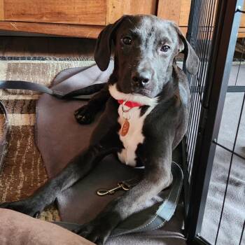 Susie -  Mountain Cur and Black Labrador Retriever Dog for Adoption in Normal, Illinois - Susie | PetCurious