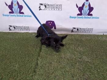 Papillon and Mixed Breed Dogs Available for Adoption in Orlando, Florida - A595346 | PetCurious