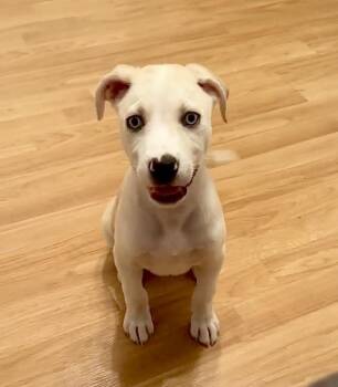 Labrador Retriever and Mixed Breed Dogs Available for Adoption - Sarge Jonny | PetCurious