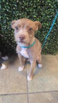 61237613 -  Terrier and Mixed Breed Dog for Adoption in El Paso, Texas - 61237613 | PetCurious
