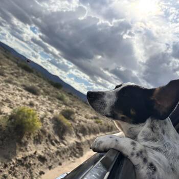 Parker -  Cattle Dog Dog for Adoption in Chinle, Arizona - Parker | PetCurious