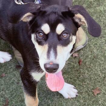 Zypher (FKA Segundo) -  Mixed Breed Dog for Adoption in Asheville, North Carolina - Zypher (FKA Segundo) | PetCurious