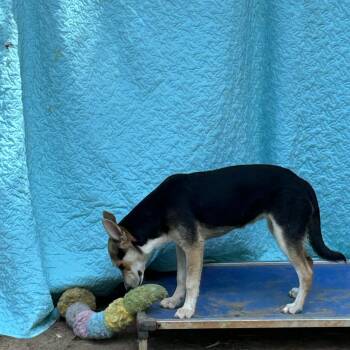 Rhoda -  German Shepherd Dog Dog for Adoption in Texarkana, Texas - Rhoda | PetCurious