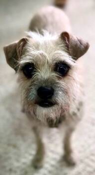 Rescue Terrier Dogs for Adoption - Beauty | PetCurious