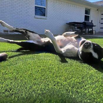 American Staffordshire Terrier Dogs Available for Adoption - March | PetCurious