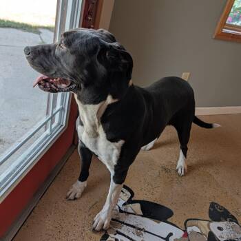 Pixel -  American Bulldog and Black Labrador Retriever Dog for Adoption in O