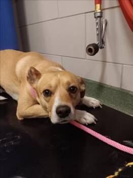 Mixed Breed Dogs Available for Adoption - SONNY | PetCurious