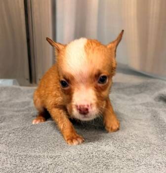 LINUS -  Pit Bull Terrier and Mixed Breed Dog for Adoption in Baytown, Texas - LINUS | PetCurious