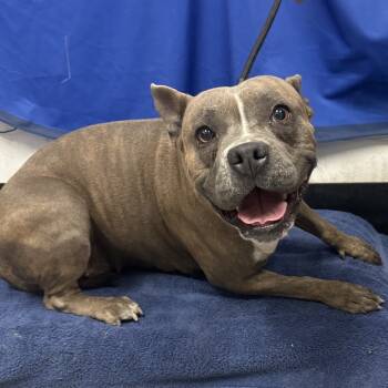 Rescue Pit Bull Terrier Dogs for Adoption in Las Vegas, Nevada - Chiquis | PetCurious