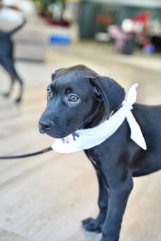 Junie -  Black Labrador Retriever Dog for Adoption in Murray, Kentucky - Junie | PetCurious
