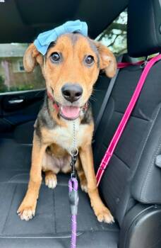 Bailey -  German Shepherd Dog and Labrador Retriever Dog for Adoption in Houston, Texas - Bailey | PetCurious