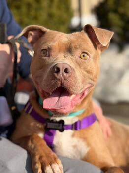American Staffordshire Terrier Dogs Available for Adoption in Westwood, New Jersey - Beetle (Foster Or Adopter Needed! | PetCurious