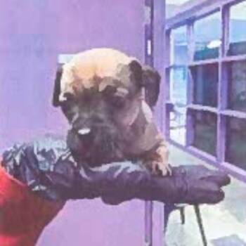 Pug Dogs Available for Adoption in Tacoma, Washington - Blair | PetCurious