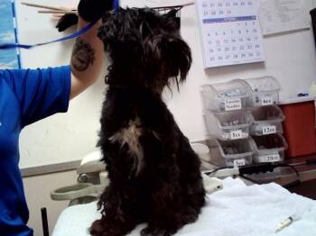 TERRY GROSS -  Terrier Dog for Adoption in Martinez, California - TERRY GROSS | PetCurious