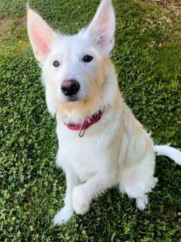 MACY -  Giant Schnauzer and Mixed Breed Dog for Adoption in Sacramento, California - MACY | PetCurious