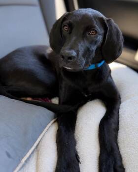 Jackson -  Labrador Retriever Dog for Adoption in Carson City, Nevada - Jackson | PetCurious