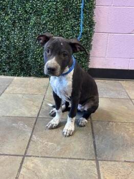 61685189 -  Pit Bull Terrier and Australian Cattle Dog Blue Heeler Dog for Adoption in El Paso, Texas - 61685189 | PetCurious