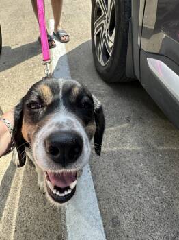 Beagle Dogs Available for Adoption in Richardson, Texas - Tulip Snout | PetCurious