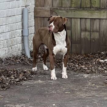 American Staffordshire Terrier Dogs Available for Adoption - Zack | PetCurious