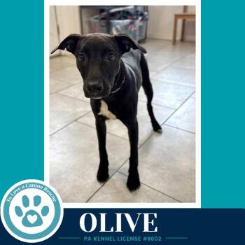 Olive (Deli Delights) 091226 -  Labrador Retriever and Hound Dog for Adoption in Kimberton, Pennsylvania - Olive (Deli Delights) 091226 | PetCurious