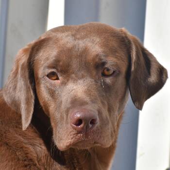 Chocolate Labrador Retriever Dogs Available for Adoption - Puffcap | PetCurious