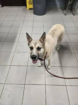 German Shepherd Dog and Husky Dogs Available for Adoption in Corpus Christi, Texas - TOPO CHICO | PetCurious