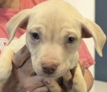 Java -  Terrier Dog for Adoption in Copiague, New York - Java | PetCurious