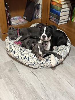 Megalodon aka Meg -  Mixed Breed Dog for Adoption in Chattanooga, Tennessee - Megalodon Aka Meg | PetCurious