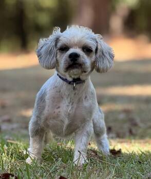 Bixby -  Shih Tzu Dog for Adoption in Texarkana, Texas - Bixby | PetCurious