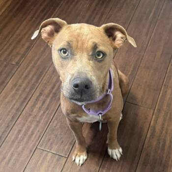 Rescue Pit Bull Terrier Dogs for Adoption in Sand Springs, Oklahoma - Roxie | PetCurious
