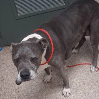 Sapphire -  Pit Bull Terrier and Mixed Breed Dog for Adoption in Bullhead City, Arizona - Sapphire | PetCurious