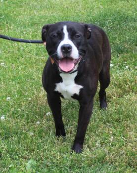 Pit Bull Terrier Dogs Available for Adoption in Heath, Ohio - Lily (11917) | PetCurious