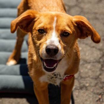 Ziggy -  Terrier Dog for Adoption in Bloomfield, Connecticut - Ziggy | PetCurious