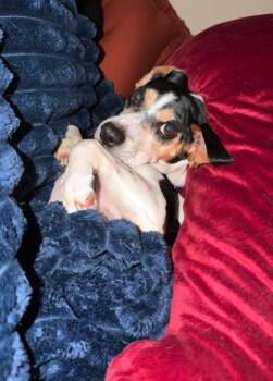 Skip -  Beagle Dog for Adoption in Plainfield, Illinois - Skip | PetCurious