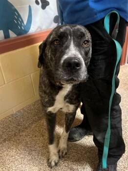 A1913868 -  Pit Bull Terrier and Mixed Breed Dog Available for Adoption in Blythe, California - A1913868 | PetCurious