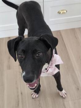 ANTONIA -  Great Dane and Mixed Breed Dog for Adoption in Conroe, Texas - ANTONIA | PetCurious