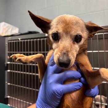 Dee Dee -  Chihuahua Dog for Adoption in Greensboro, North Carolina - Dee Dee | PetCurious