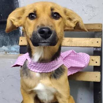 Nini -  Mixed Breed Dog for Adoption in Plainfield, Illinois - Nini | PetCurious