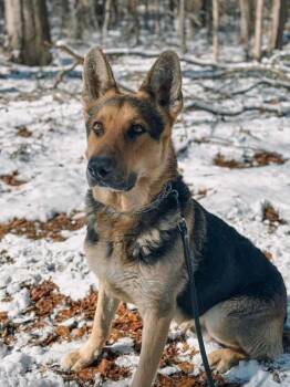 Rescue German Shepherd Dog Dogs for Adoption in Macon, Georgia - Kakashi | PetCurious