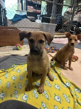 Zazu -  Mixed Breed Dog for Adoption in Dorr, Michigan - Zazu | PetCurious