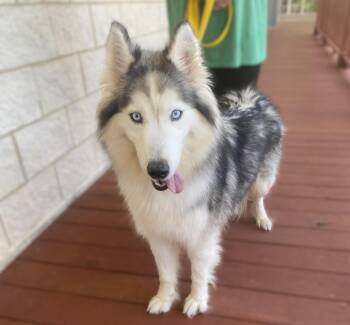 Jiggly Puff -  Siberian Husky Dog for Adoption in Slidell, Louisiana - Jiggly Puff | PetCurious