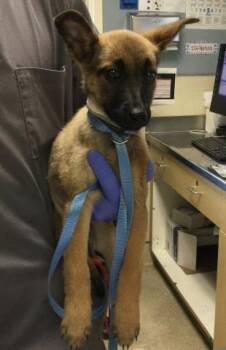 Belgian Shepherd Malinois and Mixed Breed Dogs Available for Adoption in Riverside, California - JODI | PetCurious