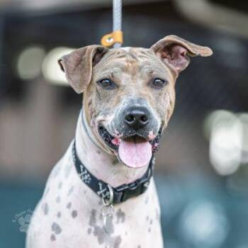 Lucky Dude -  Pit Bull Terrier and Mixed Breed Dog for Adoption in Honolulu, Hawaii - Lucky Dude | PetCurious